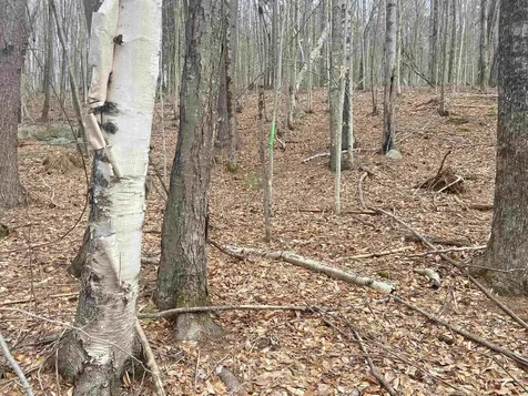 1 Berrie Lane Townshend VT 05353