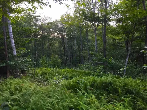 2793 Rupert Road Sandgate VT 05250