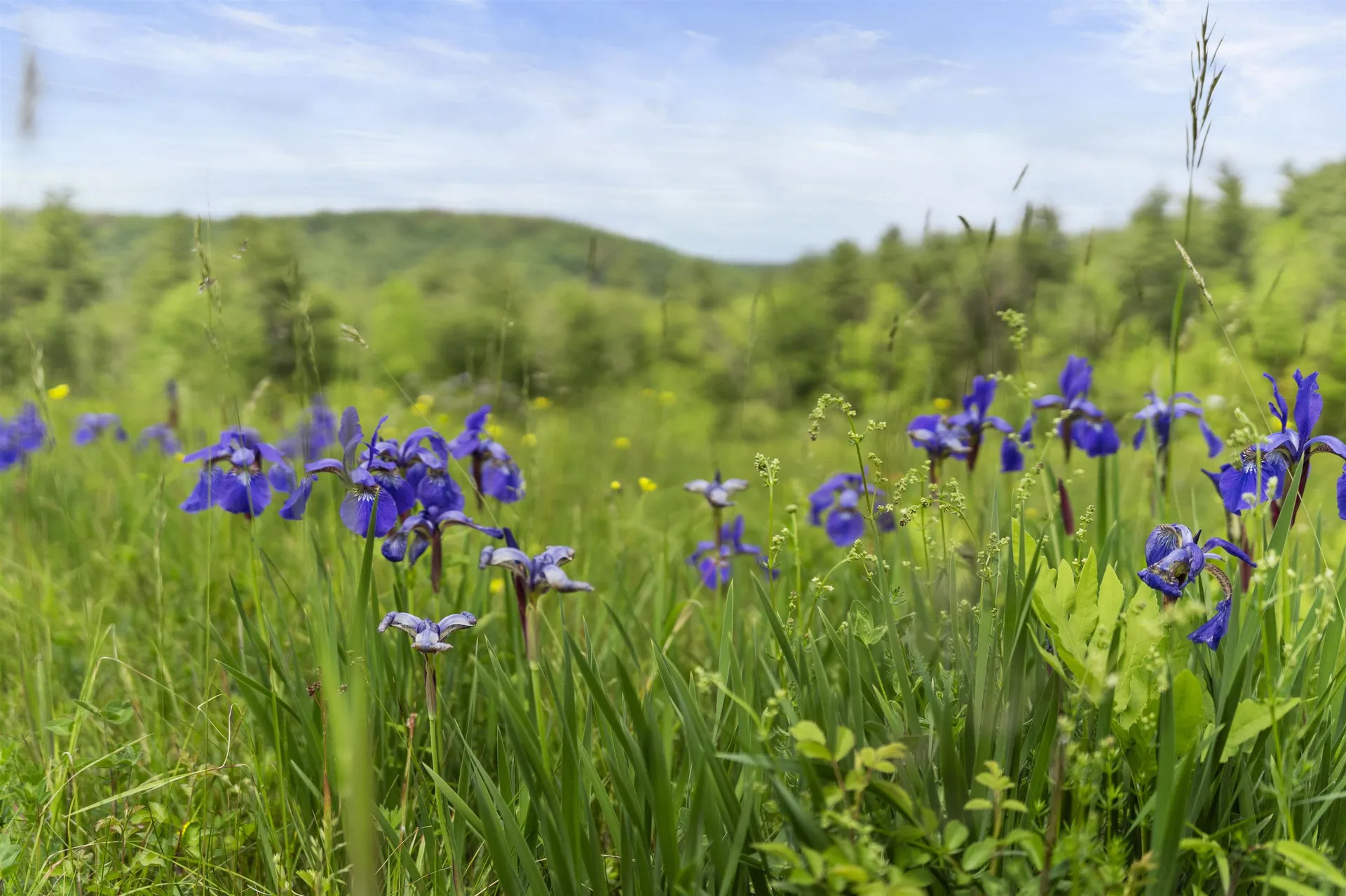 000 Under The Mountain Road Londonderry VT 05155