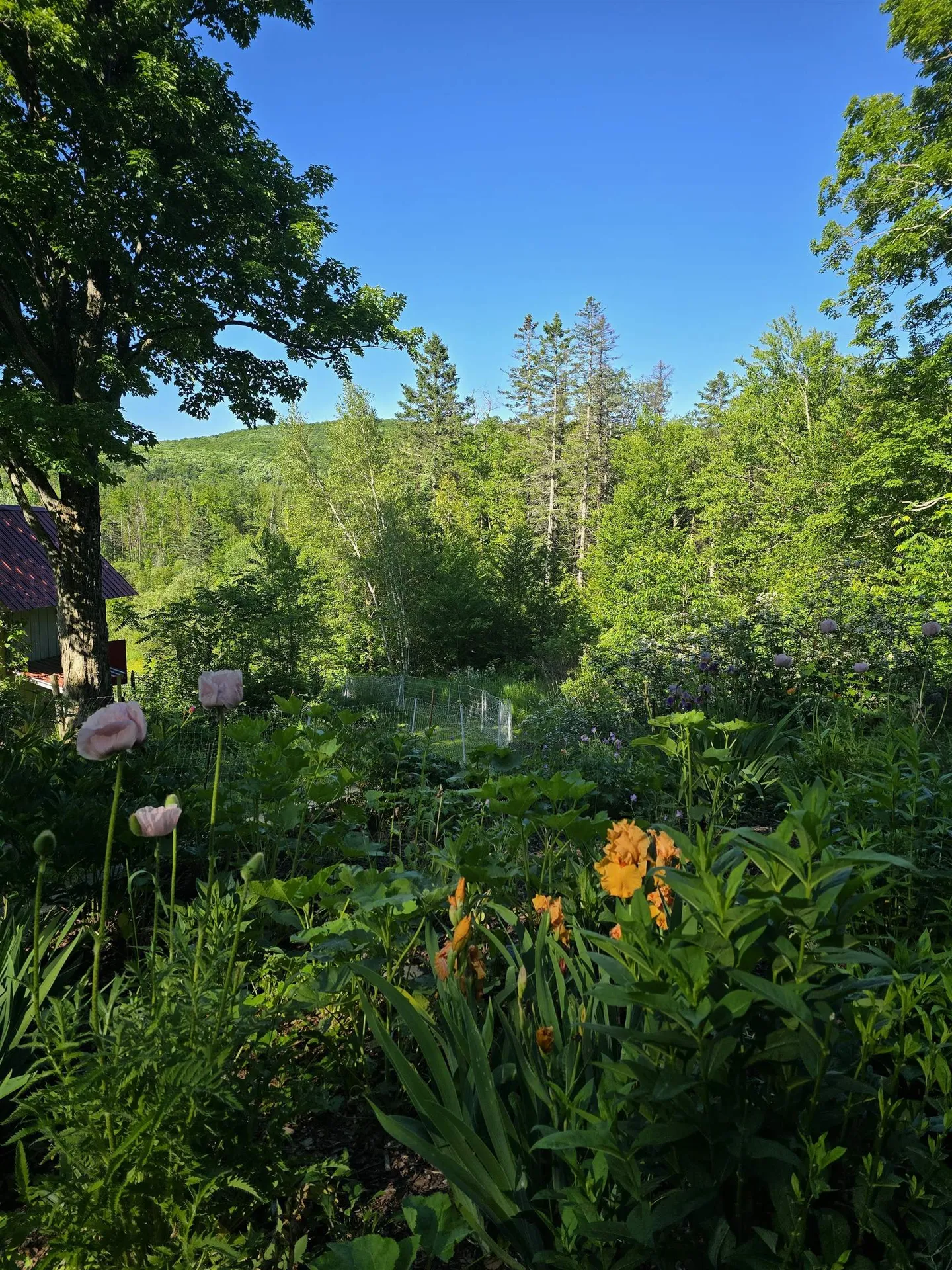 2343 Town Highway #8 Greensboro VT 05841