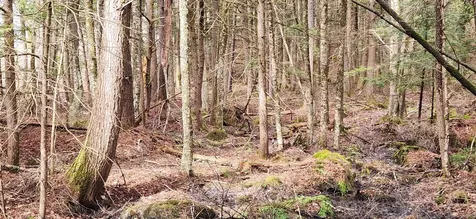 0 Connor Drive Sullivan NH 03445