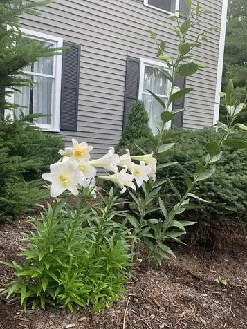 5 Wellesley Drive Bedford NH 03110