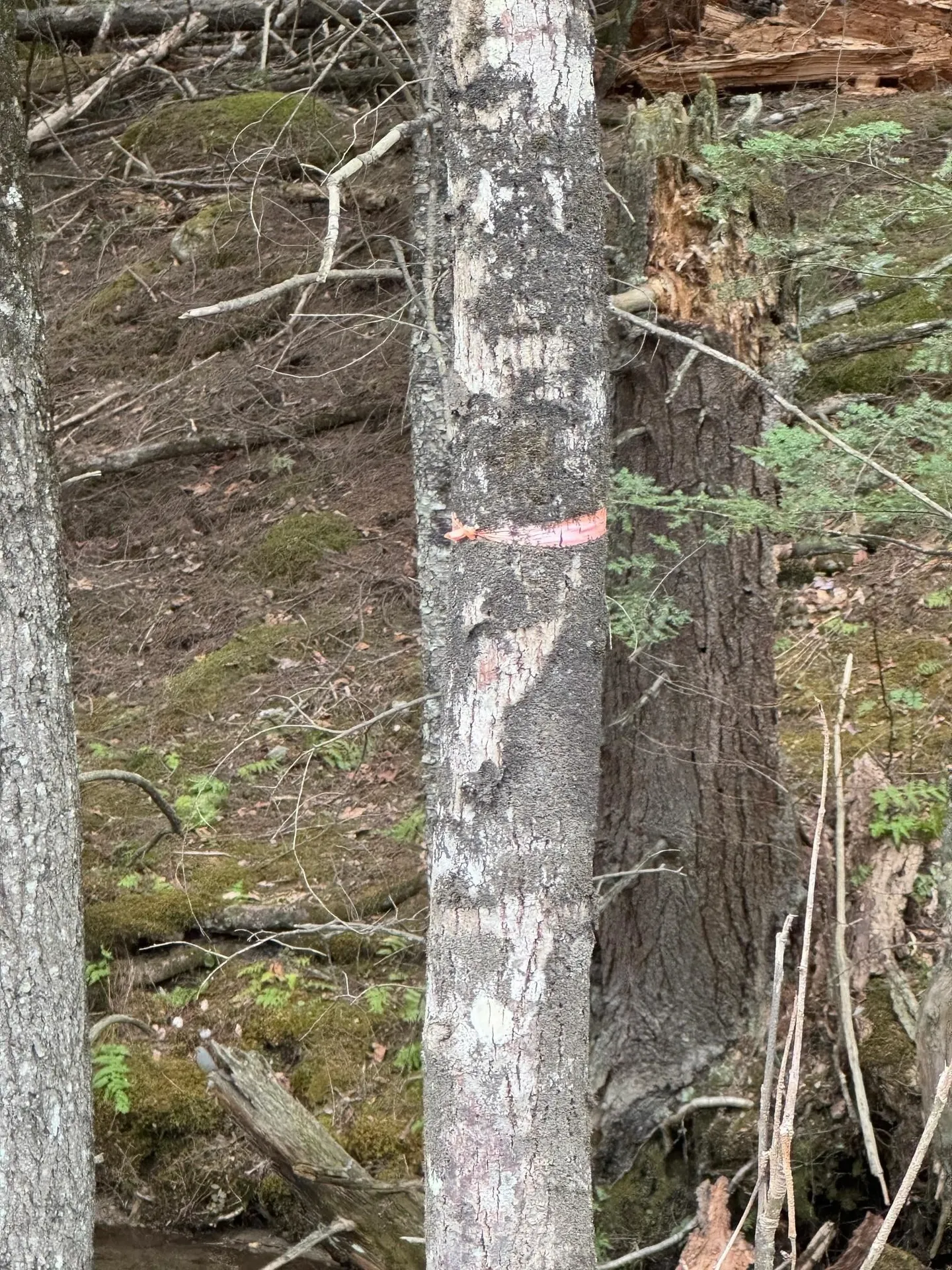 0 Braintree Hill Road Braintree VT 05060