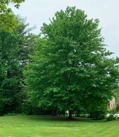 56 Whippoorwill Lane Bedford NH 03110