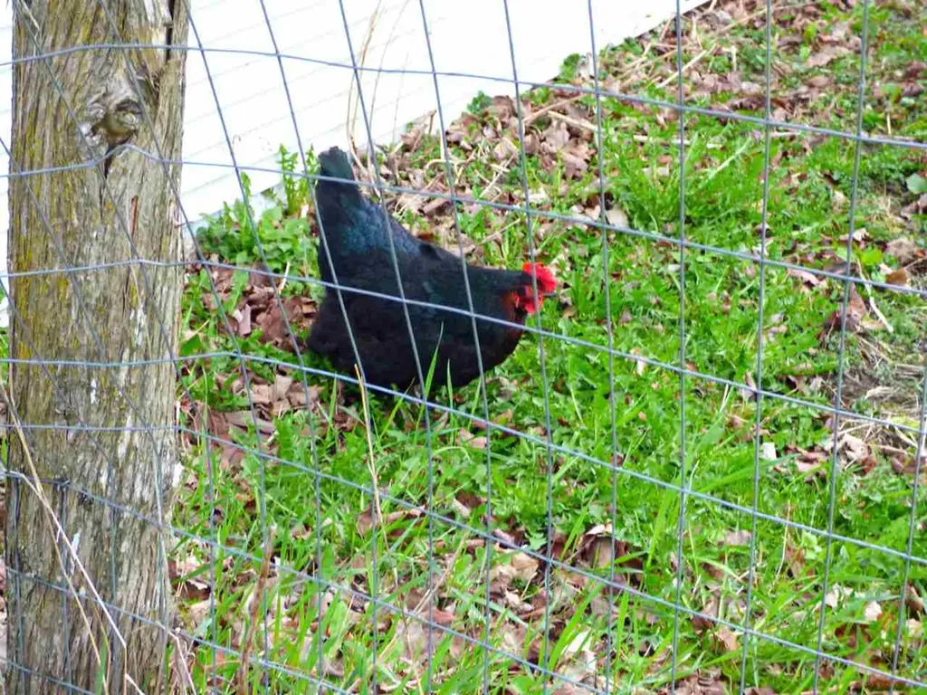 181 Corkins Road Charleston VT 05872