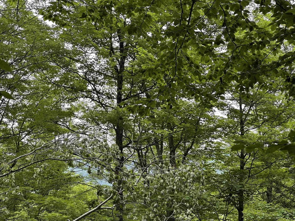 00 Ice Pond Road Chittenden VT 05763