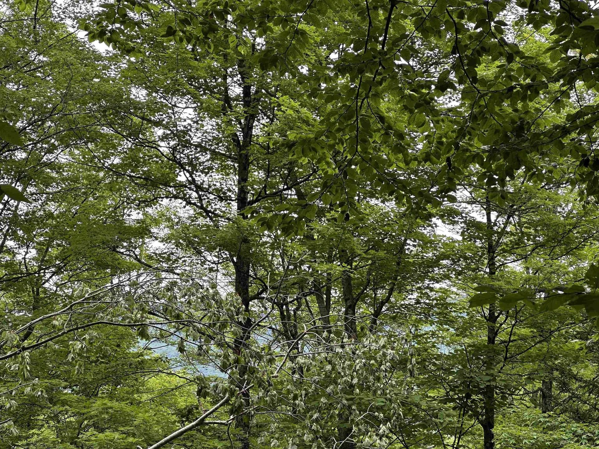 00 Ice Pond Road Chittenden VT 05763