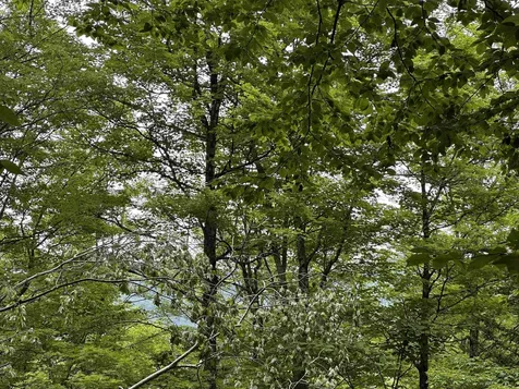 00 Ice Pond Road Chittenden VT 05763