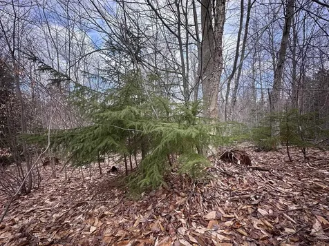 00 Boone Road Andover VT 05143