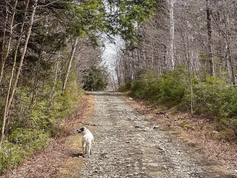 00 Boone Road Andover VT 05143