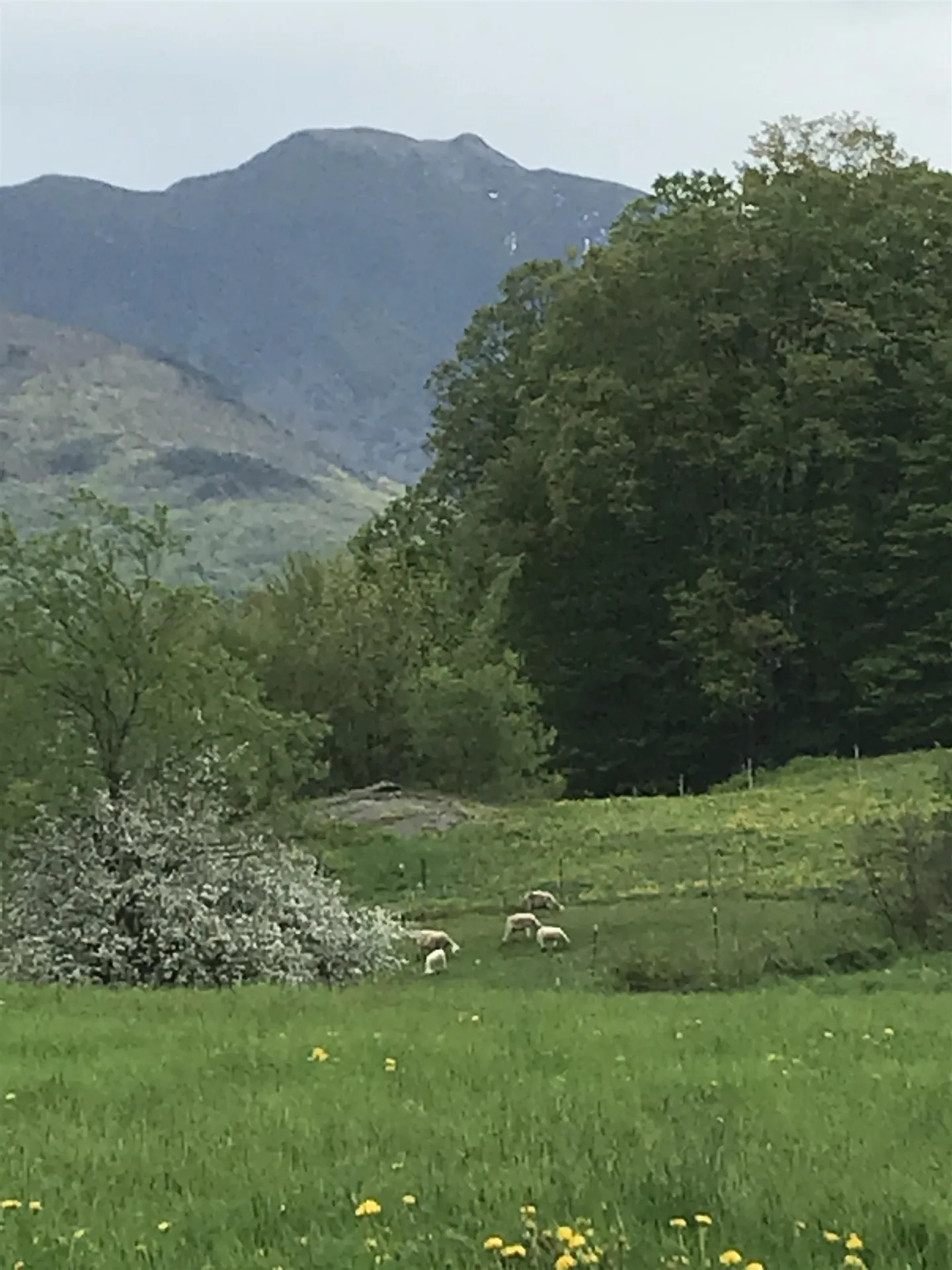 3308 Lower Pleasant Valley Road Cambridge VT 05444