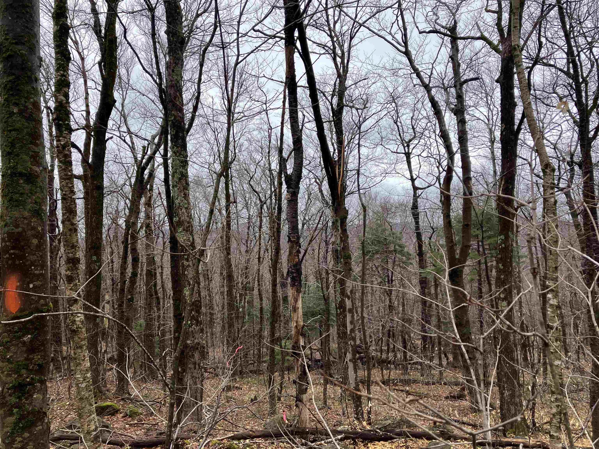 410 Fox Mount Road Wilmington VT 05363