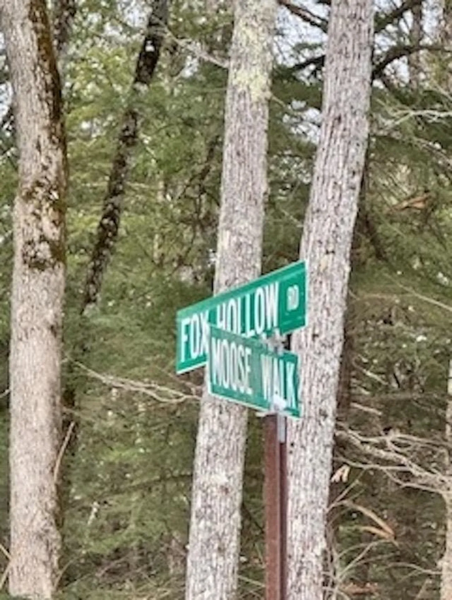 Moose Walk Moultonborough NH 03254