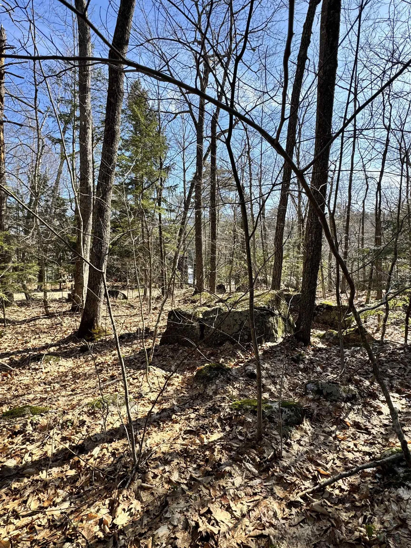 Moose Walk Moultonborough NH 03254