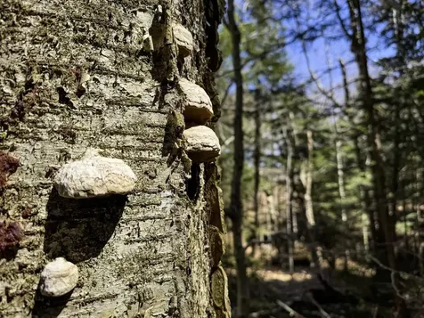 53 Rocky Road Warren VT 05674