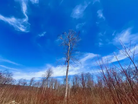 224 Arrau Road Andover VT 05143