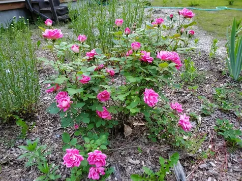 2058 East Clarendon Road Clarendon VT 05759