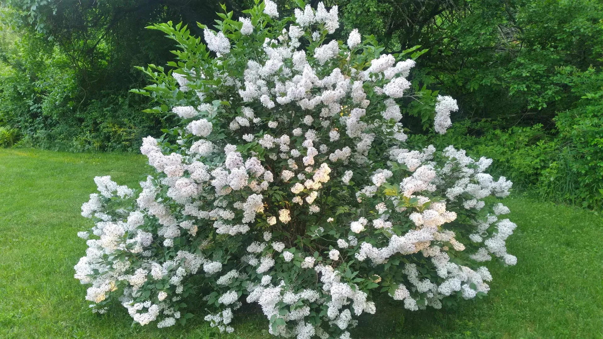 120 Foote Street Middlebury VT 05753