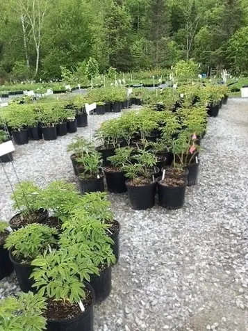 2263 Us Route 2 Marshfield VT 05658-7149