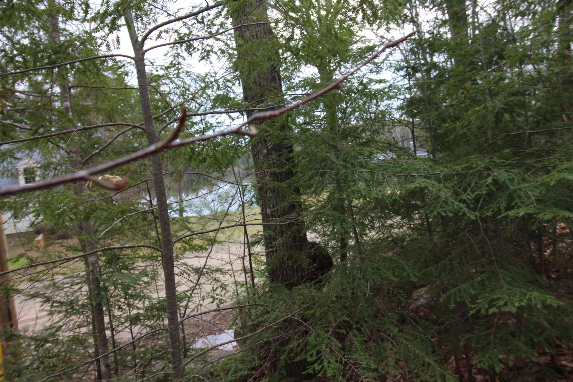 Lot 19-17 Northeast Pond Road Milton NH 03851