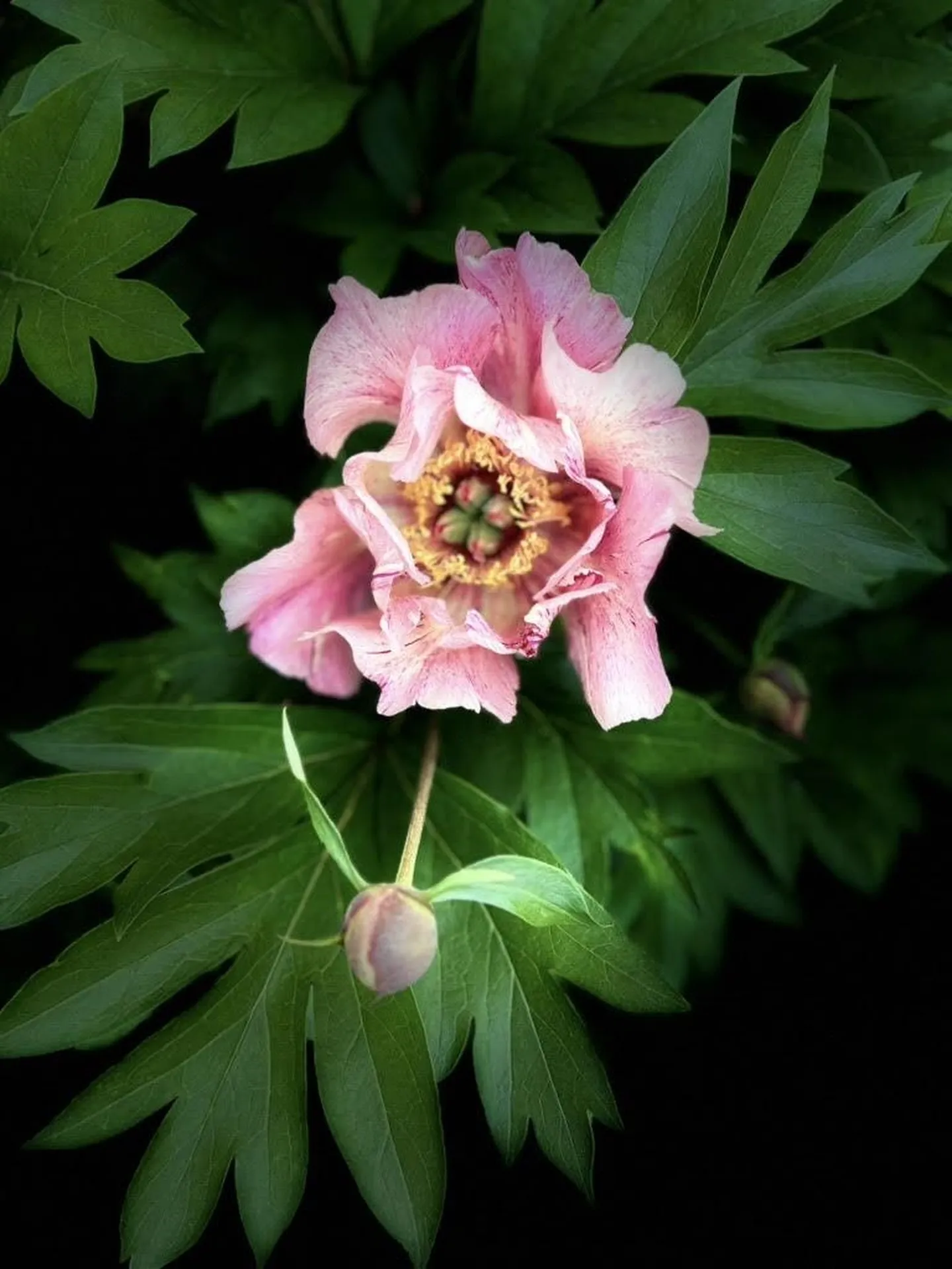 238 Willard Avenue Portsmouth NH 03801