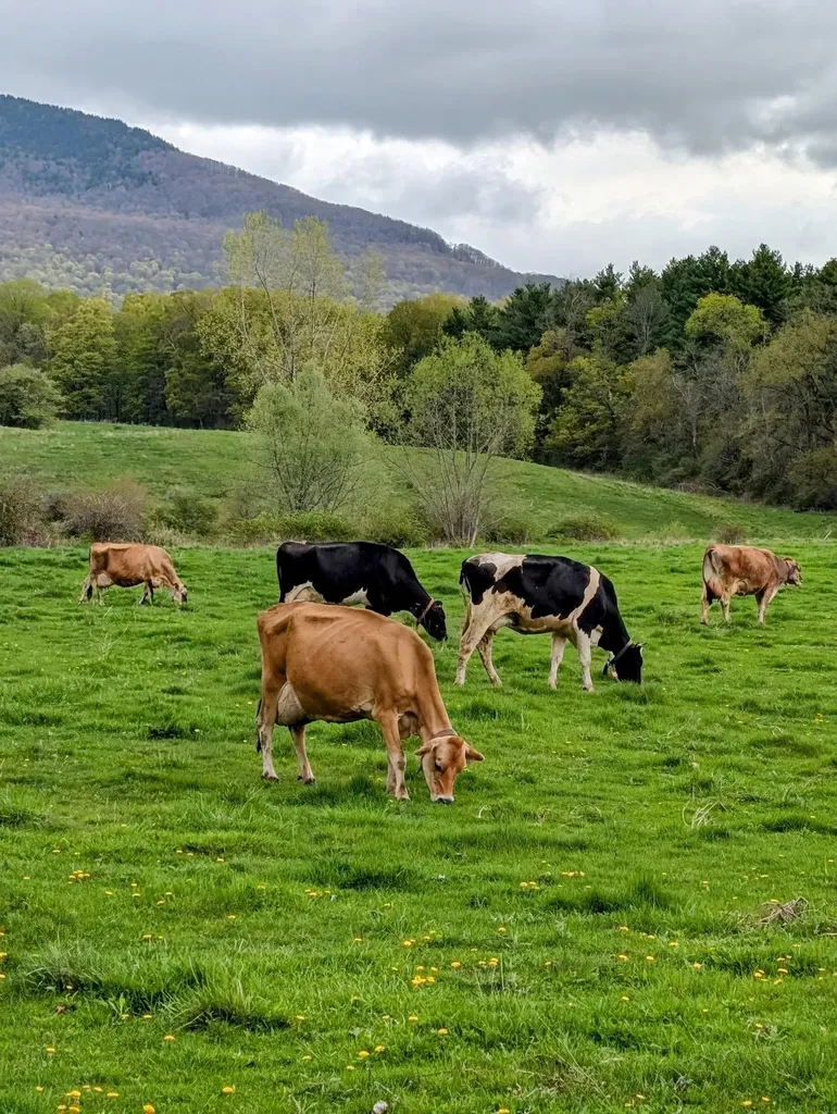 15 Wind Hill Road Manchester VT 05255