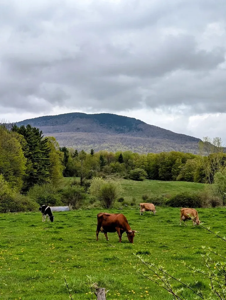 15 Wind Hill Road Manchester VT 05255