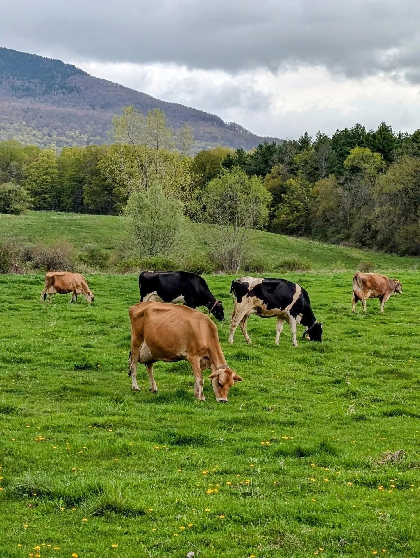 15 Wind Hill Road Manchester VT 05255
