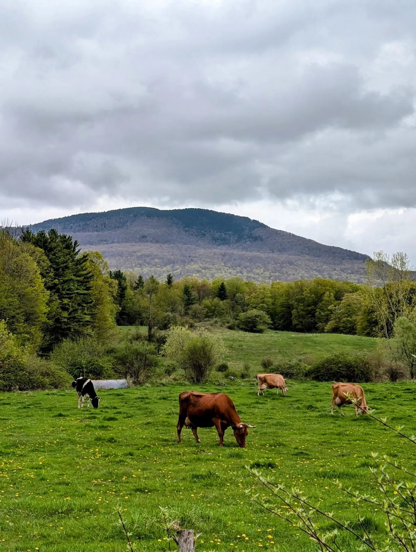 15 Wind Hill Road Manchester VT 05255