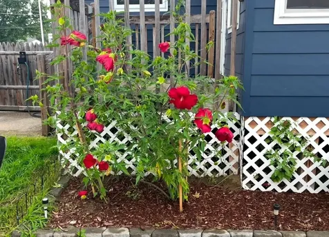 15 Heath Street South Burlington VT 05403