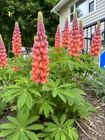 81 Tuftonboro Neck Road Tuftonboro NH 03853