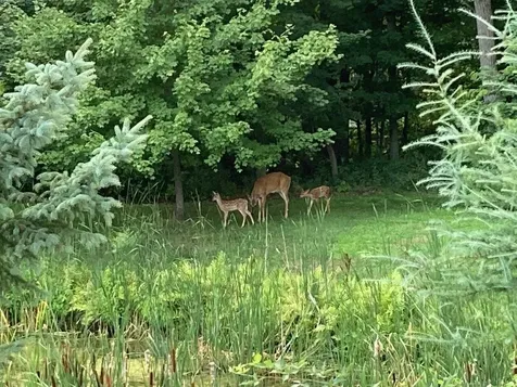 51 Staniford Farms Road Burlington VT 05408