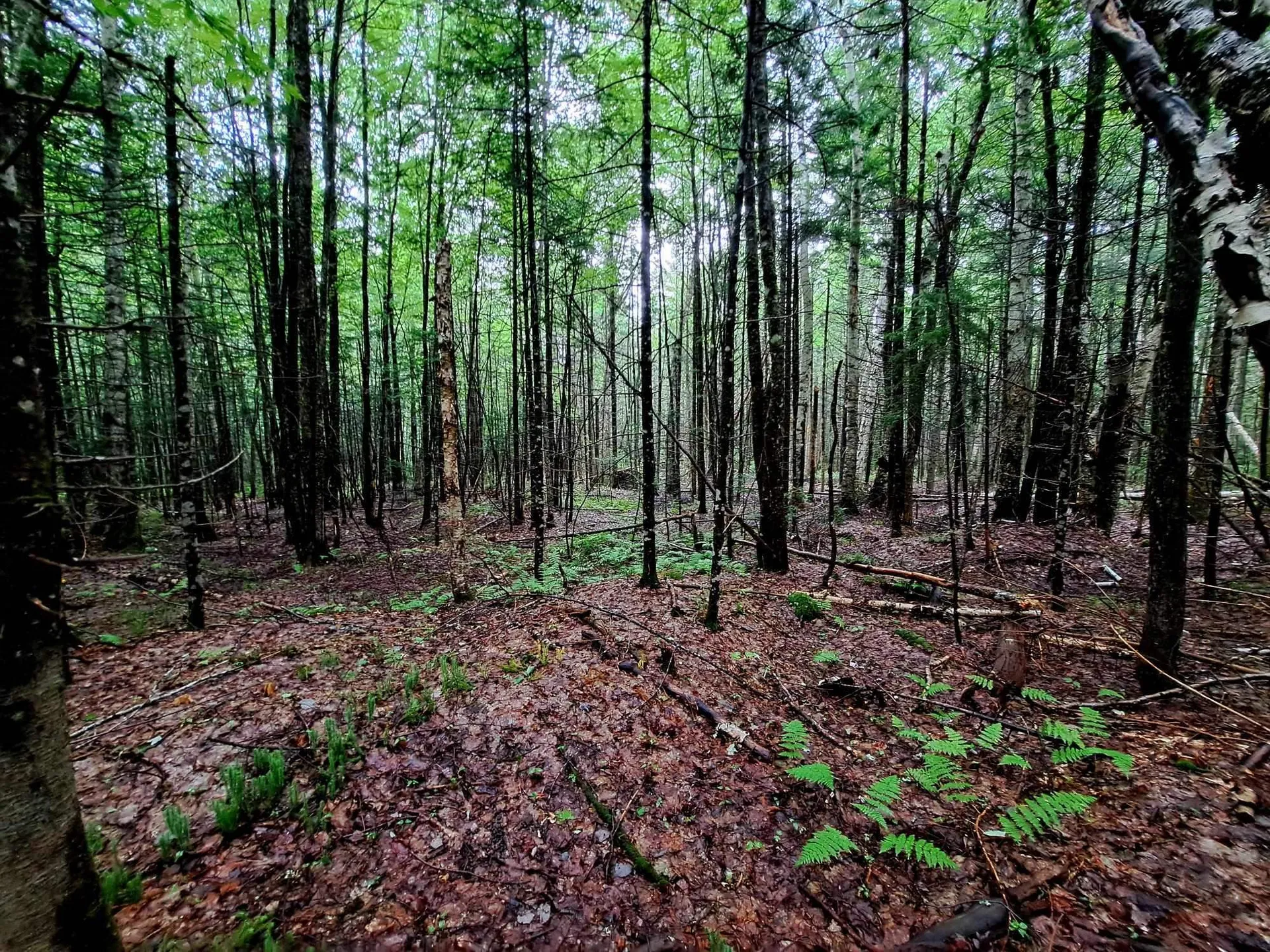 Off Ellsworth Hill Road Campton NH 03223