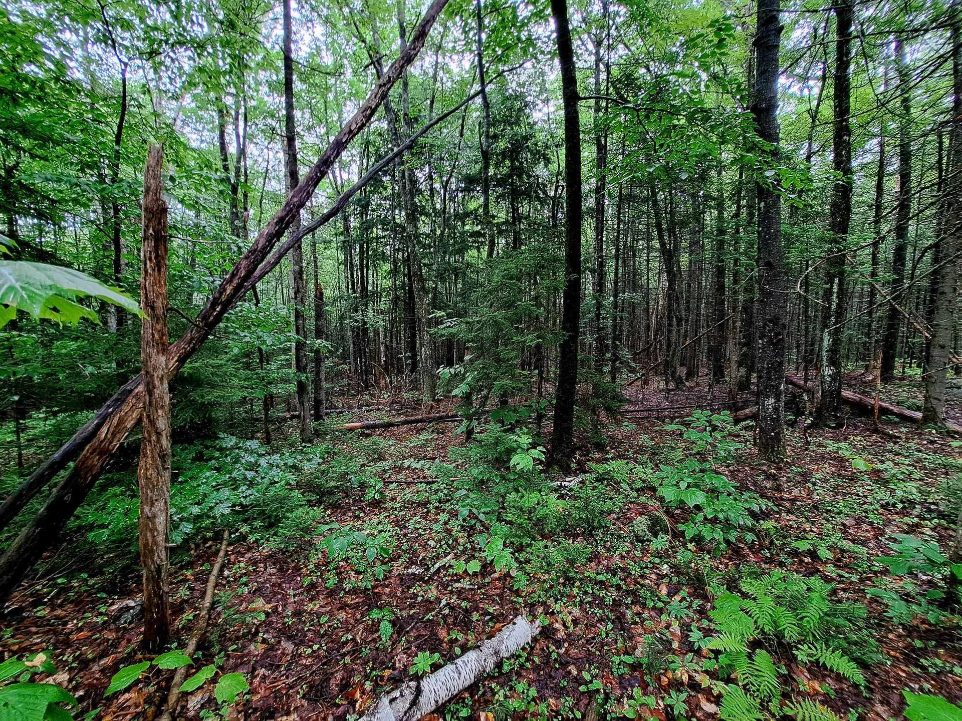 Off Ellsworth Hill Road Campton NH 03223