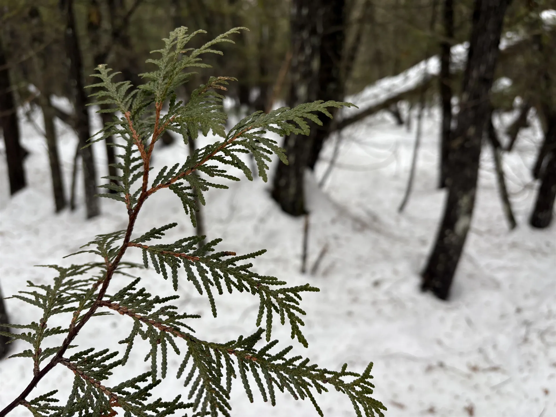 1974 The Bend Road Greensboro VT 05841