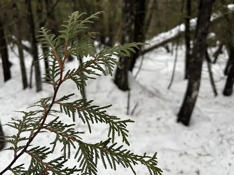 1974 The Bend Road Greensboro VT 05841