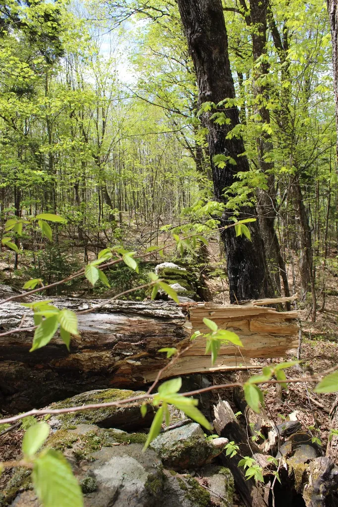00 Long Hill Road Woodstock VT 05091