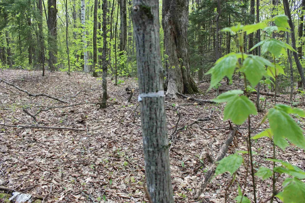 00 Long Hill Road Woodstock VT 05091