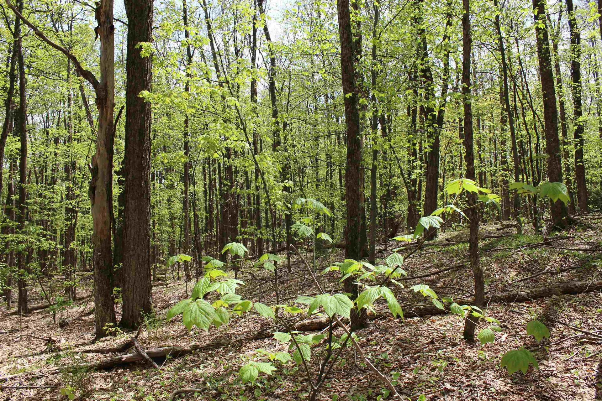 00 Long Hill Road Woodstock VT 05091