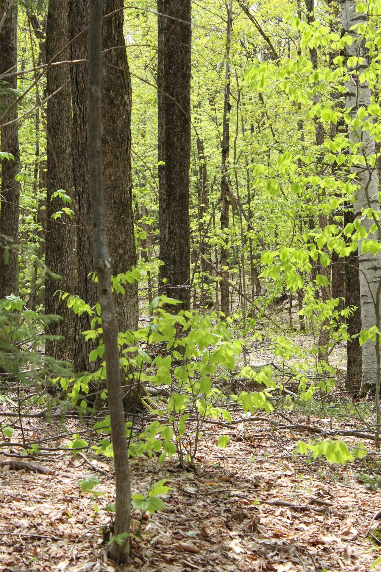 00 Long Hill Road Woodstock VT 05091