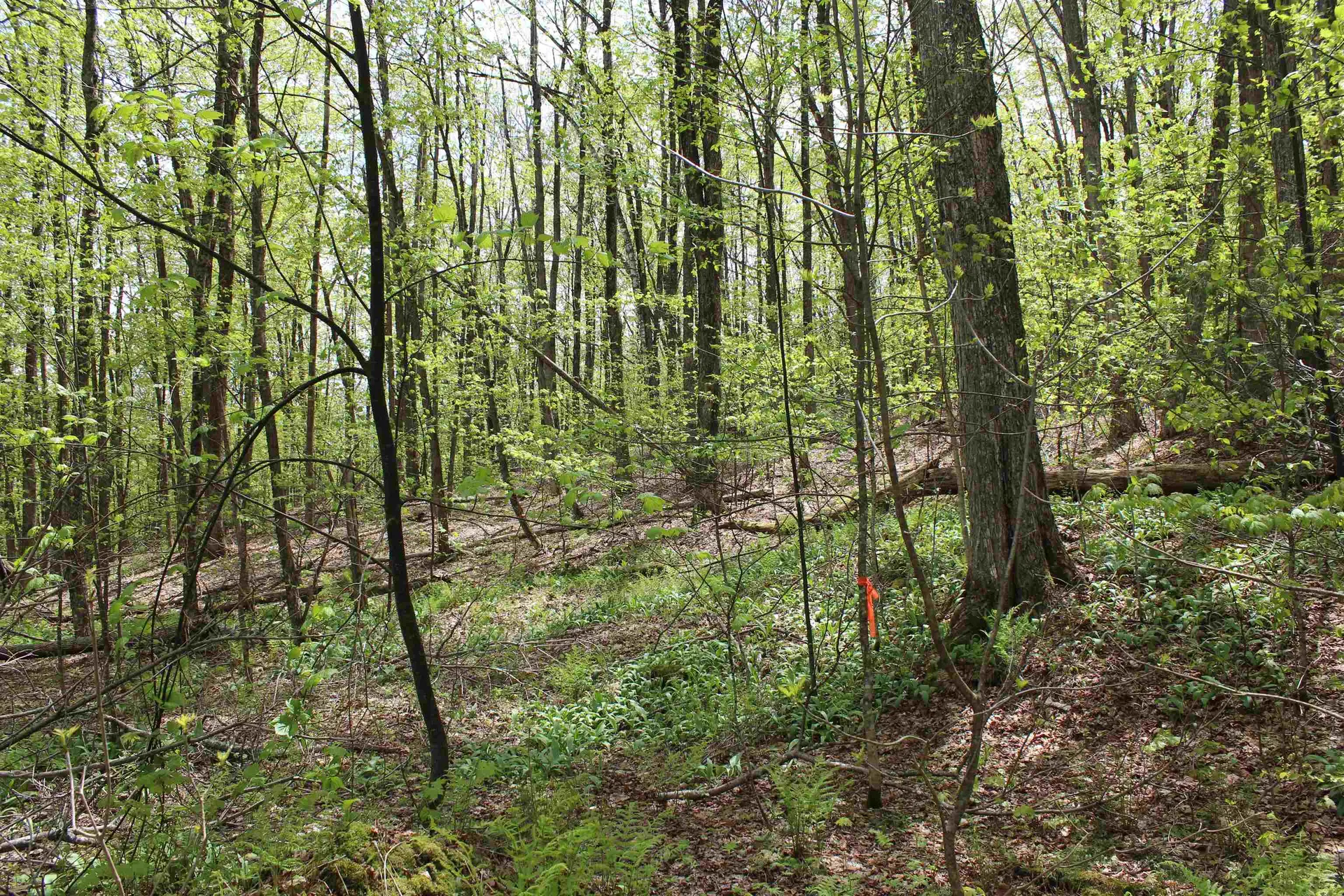 00 Long Hill Road Woodstock VT 05091