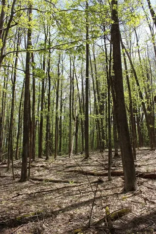 00 Long Hill Road Woodstock VT 05091