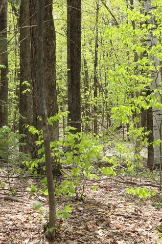 00 Long Hill Road Woodstock VT 05091