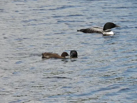 448 North Shore Road Holland VT 05830