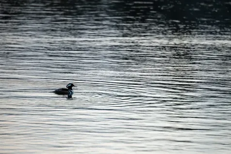 53 College Overlook Grantham NH 03753