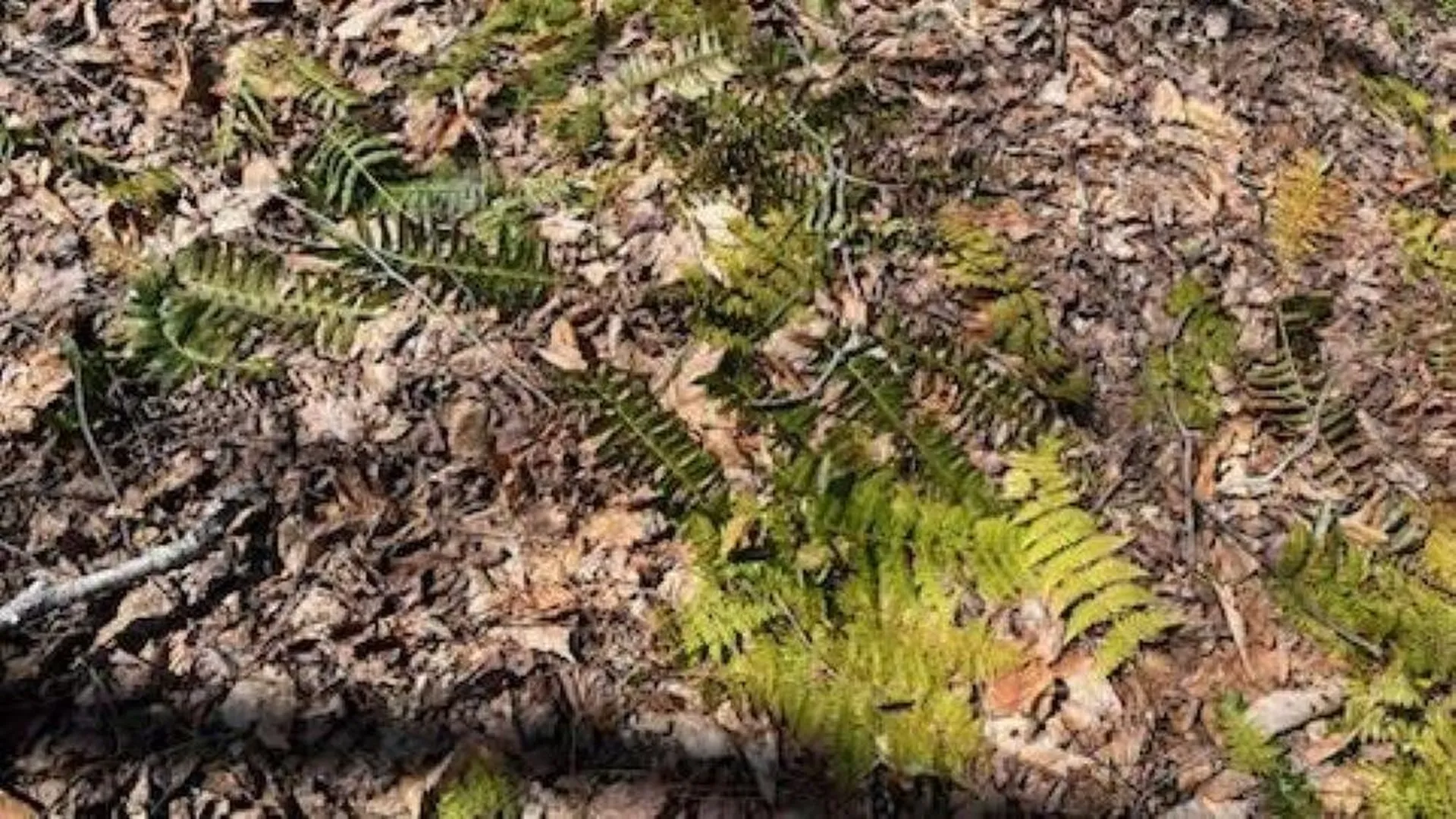 1376 Kingdom Road Plymouth VT 05056