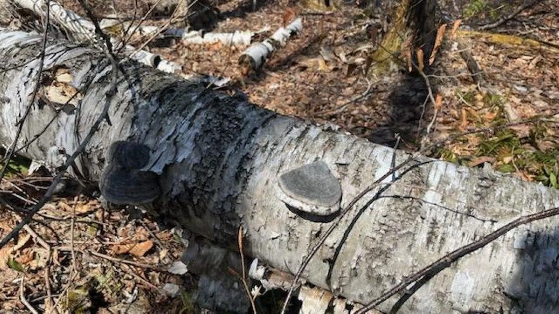 1376 Kingdom Road Plymouth VT 05056