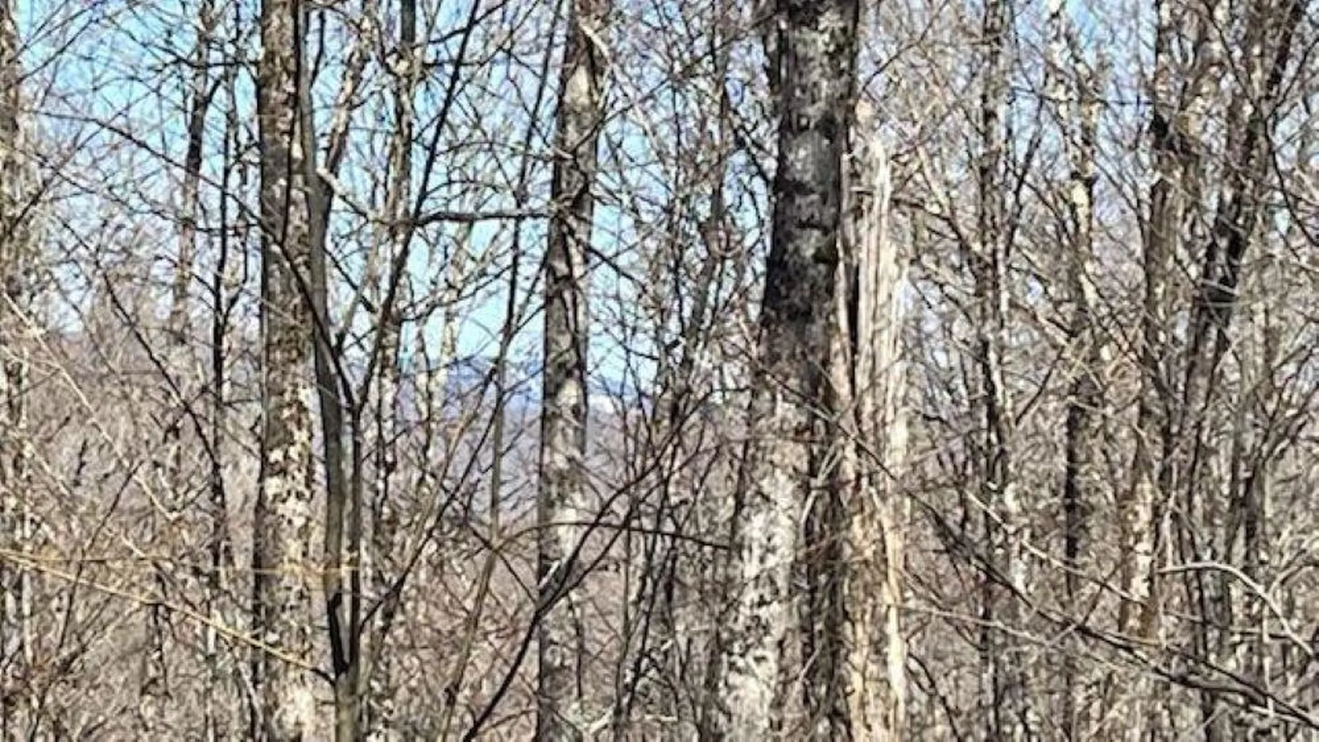 1376 Kingdom Road Plymouth VT 05056