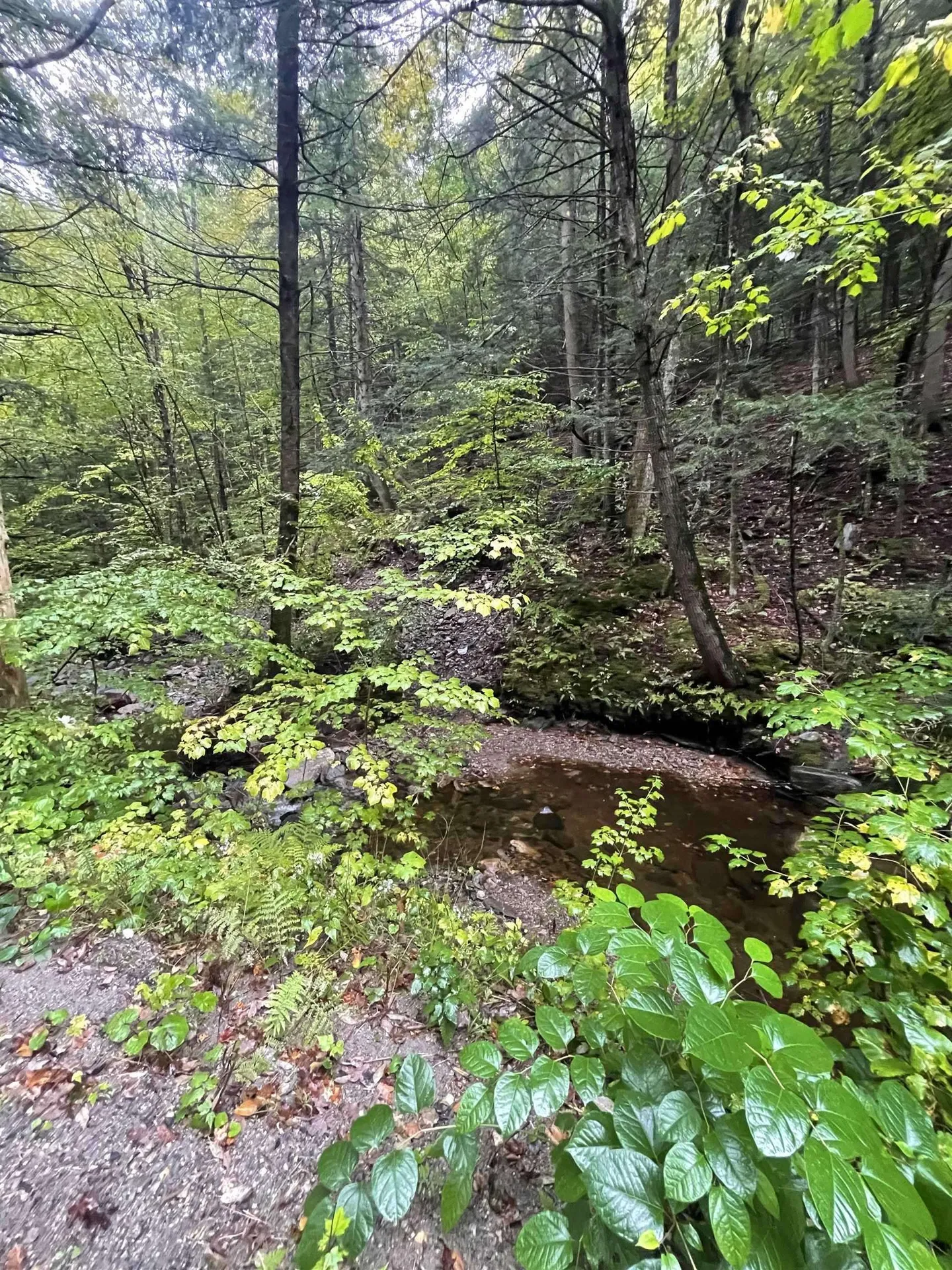 667 Hinkley Brook Road Grafton VT 05146