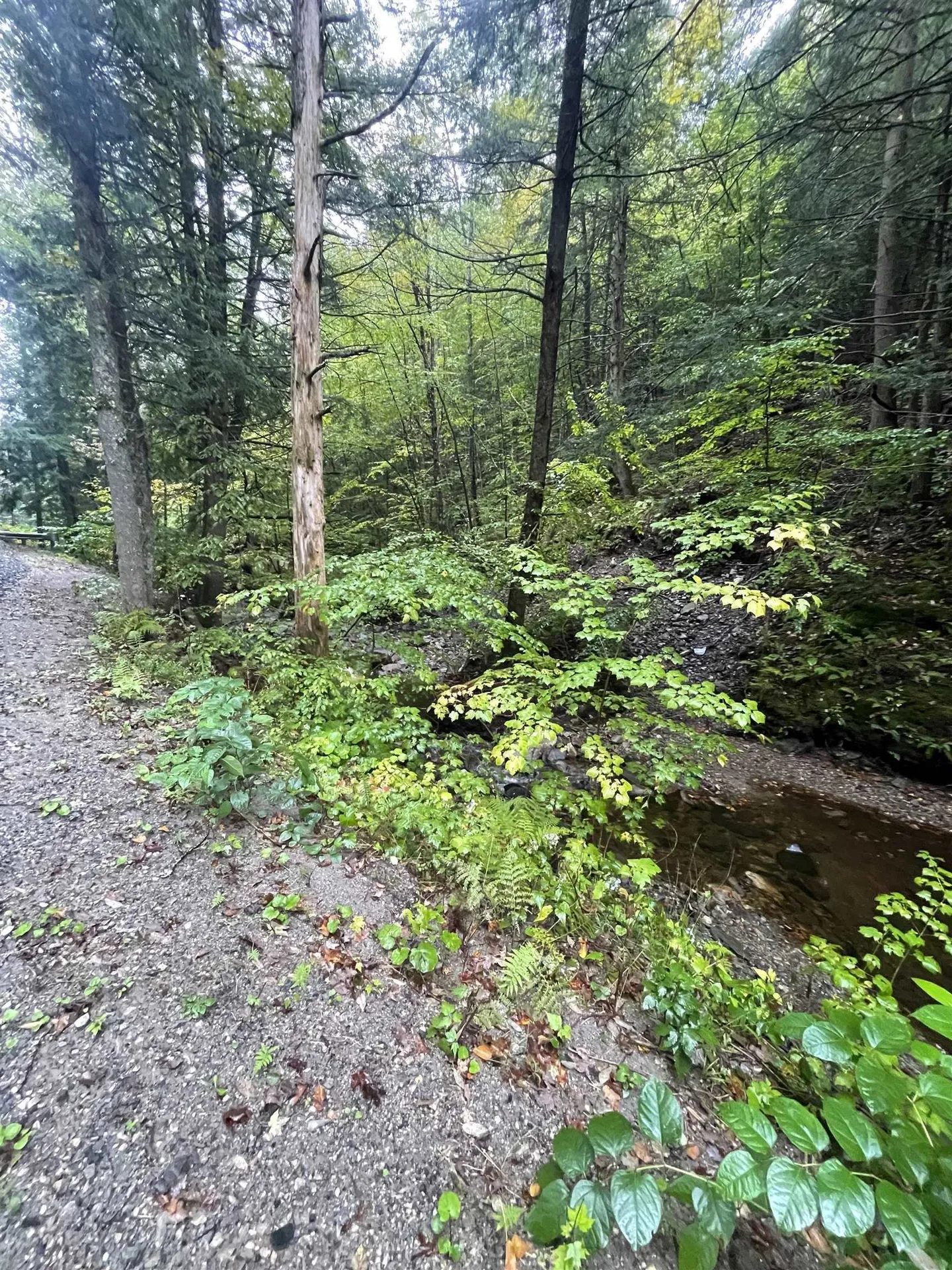 667 Hinkley Brook Road Grafton VT 05146